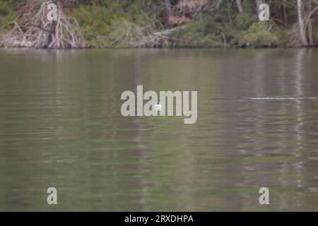 Female bufflehead duck (Bucephala albeola) swimming toward the camera Stock Photo
