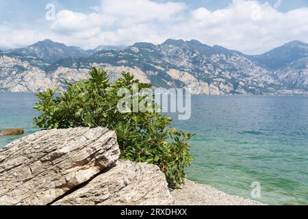 young fig tree, Ficus carica on the shore of Lake Garda near Malcesine in Italy in summer Stock Photo