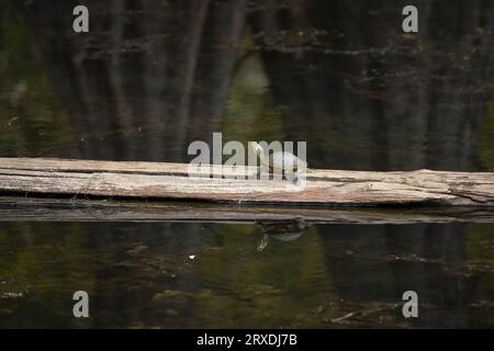 Young red-eared slider turtle (Trachemys scripta elegans) sunning on a wooden post in water Stock Photo