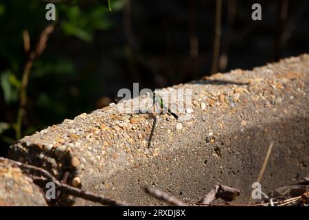 Female eastern pondhawk dragonfly (Erythemis simplicicollis) perched on a cement bumper Stock Photo