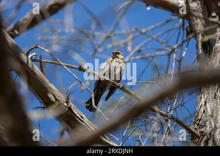Curious female red-winged blackbird (Agelaius phoeniceus) looking around from her perch Stock Photo