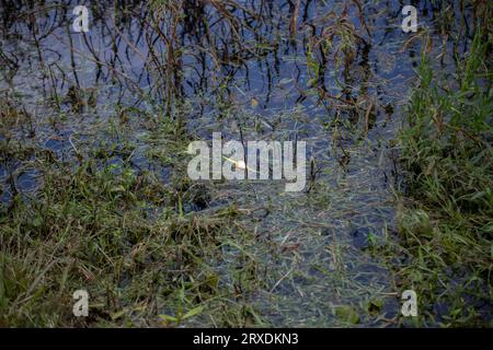 White and red fishing bobber floating on water filled with fresh-cut grass  Stock Photo - Alamy