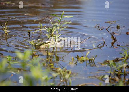 Eastern mud turtle (Kinosternon subrubrum) peeking out from the water Stock Photo