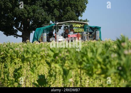 Langenleuba Niederhain, Germany. 08th Sep, 2023. A harvester works on a tobacco field in the Altenburger Land. The land is farmed by Jens Vogel, Thuringia's last tobacco farmer. (to dpa 'Germany instead of Cuba: How the last tobacco farmers are faring') Credit: Sebastian Willnow/dpa/Alamy Live News Stock Photo