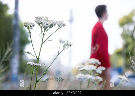 Berlin, Germany. 20th Sep, 2023. Yarrow stands on the median strip of Frankfurter Allee. Species diversity on road medians in Berlin is high in some places. (to dpa: 'Urban insect paradise - species diversity on median strips high') Credit: Sebastian Christoph Gollnow/dpa/Alamy Live News Stock Photo