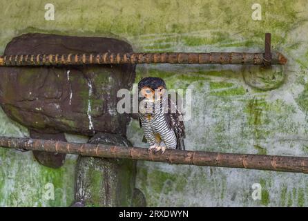 The spotted wood owl (Strix seloputo) resting on a tree Stock Photo