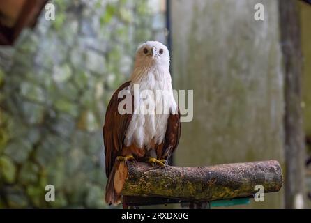 Brahminy kite (Haliastur indus), also known as the red-backed sea-eagle in Malaysia Stock Photo