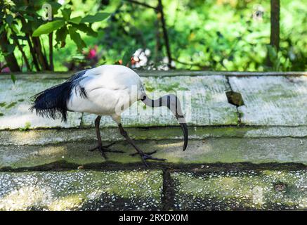 African sacred ibis in Kuala Lumpur, Malaysia Stock Photo