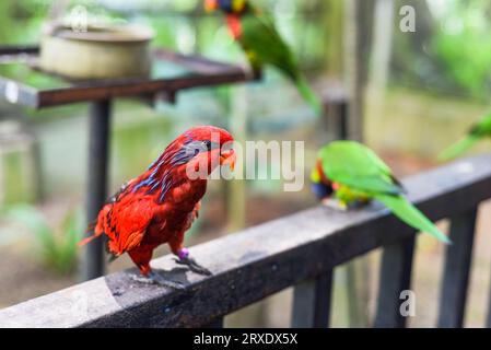 Blue-streaked lory (Eos reticulata) also known as blue-necked lory in Malaysia Stock Photo