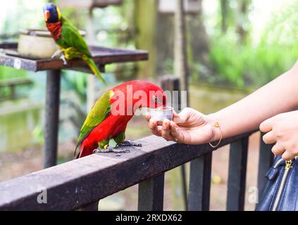 Chattering lory (Lorius garrulus) parrot drinking milk Stock Photo