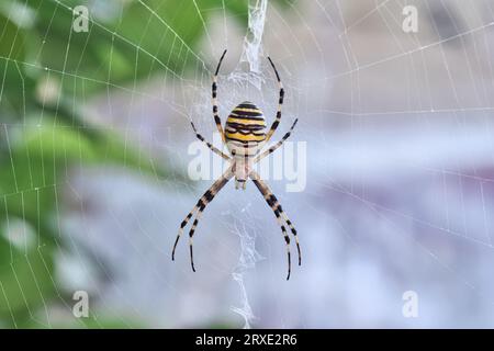 Large and colourful European female Wasp Spider, white with black and yellow strips lays in wait in the center of its fine silk like web. Eight hairy Stock Photo