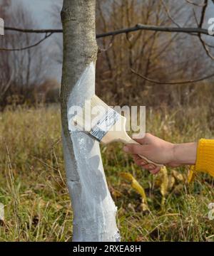 Gardener painting, whitewashing walnut tree trunk in autumn to avoid sunburn. Stock Photo
