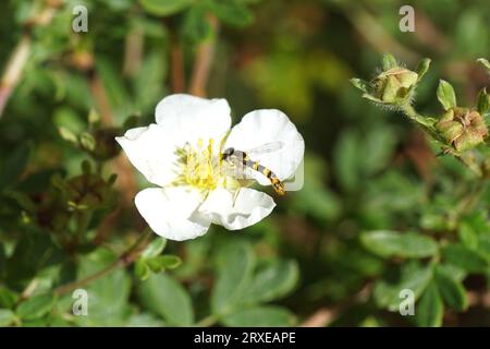 Closeup male Long hoverfly (sphaerophoria scripta) on white flower of shrubby cinquefoil (Potentilla fruticosa 'Abbotswood'), family Rosaceae. Stock Photo