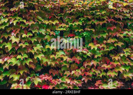 Purple and green autumnal leaves background, texture. Autumn concept. Stock Photo