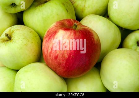 Freshly Picked Apples Stock Photo