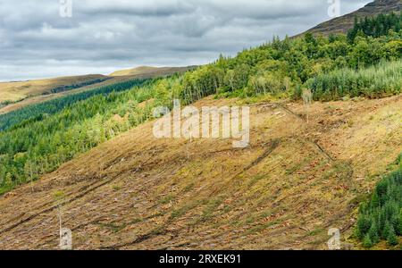 Clear fell logging operation cut pine trees stacked on a steep hillside in Scotland Stock Photo