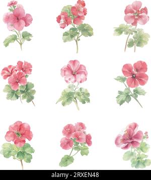 Set of watercolor geranium flowers isolated on white background. Hand drawn illustration. Stock Vector