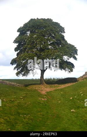 The Sycamore Gap Tree or Robin Hood Tree on Hadrian's Wall Path by Crag Lough near Once Brewed in the Northumberland National Park, England, UK. Stock Photo