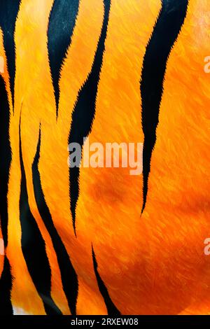 Close up of artificial tiger stripes. Stock Photo