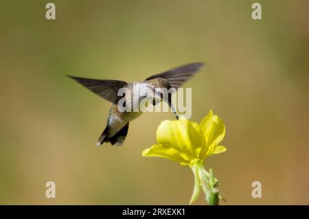 Female Broad-tailed Hummingbird (Selasphorus platycercus) Stock Photo