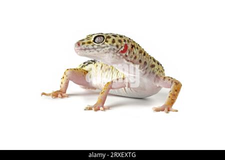 Leopard gecko lizard isolated on white, eublepharis macularius Stock Photo
