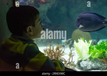 Young boy captivated by blue fish in an indoor aquarium. Stock Photo