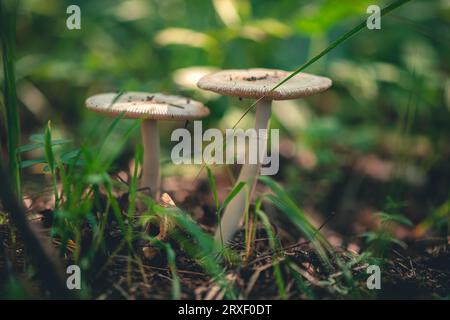 fungus Amanita crocea in the forest Stock Photo