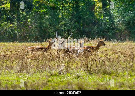 East African Oryx (Oryx beisa) in the Haute Touche zoo park - Indre (36), France. Stock Photo