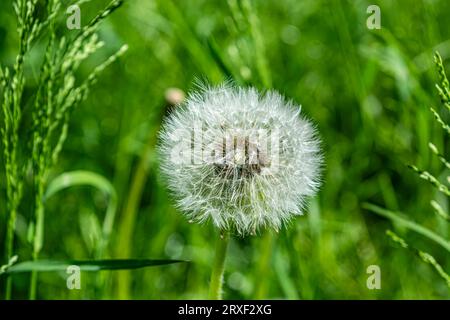 lonely white dandelion flower on a green meadow. High quality photo Stock Photo