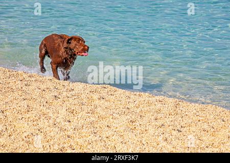 happy chocolate labrador runs along the beach sand near the sea. Family vacation with pets Stock Photo