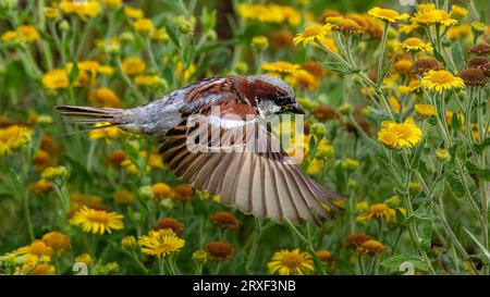 House Sparrow (Passer domesticus) Flying through Ragwort Stock Photo
