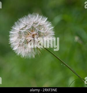 Salsify (tragopogon pratensis) Seed Head. Stock Photo