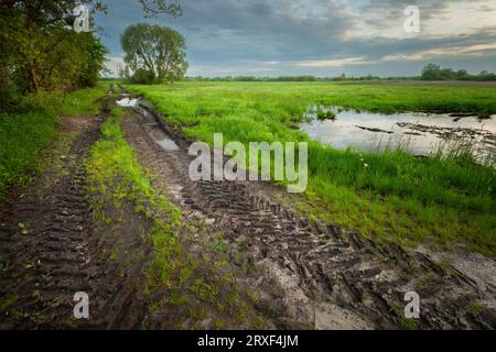 A muddy dirt road with puddles next to a green wet meadow and cloudy sky, Nowiny, eastern Poland Stock Photo