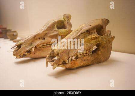 Beijing China, February 17, 2023: Pig skull in the National Museum of China. Stock Photo