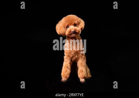 Groomed Toy Poodle posing on white background Stock Photo - Alamy