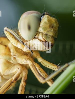 Dragon Fly Extreme macro Stock Photo