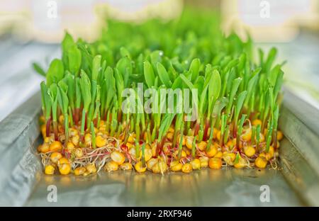 Cose-up group of sprouted sweet corn in the greenhouse, front view sprout from the sweet corn seeds, natural light image. Stock Photo