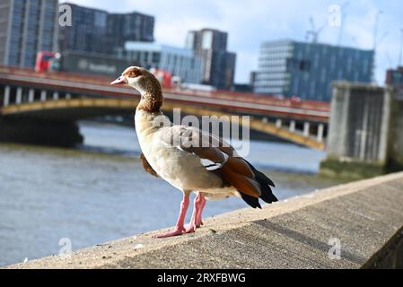 Related to the shelduck, this pale brown and grey goose has distinctive dark brown eye-patches and contrasting white wing patches in flight. It was introduced as an ornamental wildfowl species and has escaped into the wild, now successfully breeding in a feral state. Stock Photo