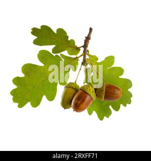 Acorns with oak leaf isolated on white background Stock Photo