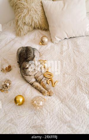 A cat of the Scottish straight cat breed sits on a bed. Good New Year spirit. Stock Photo