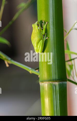 American Green Treefrog, hyla cinerea, at Gary Carter's in McLeansville, NC. Stock Photo