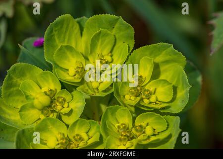 Euphorbia helioscopia, Sun spurge Stock Photo