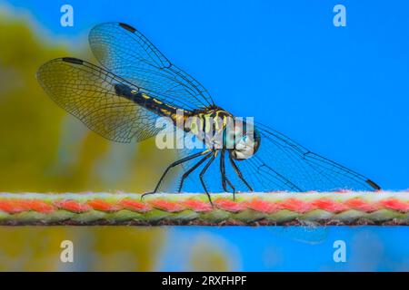 Macro, close-up of a dragonfly on a rope Stock Photo