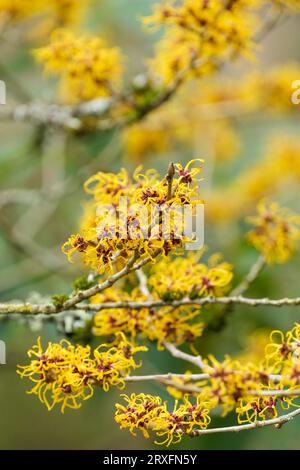 Chinese witch hazel, Hamamelis mollis Nymans, end January, Witch Hazel, winter flowering, yellow flowers Stock Photo