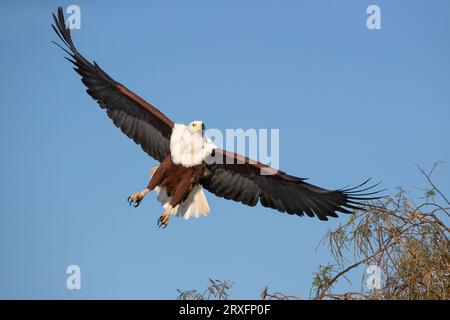 African fish eagle (Haliaeetus vocifer), Chobe national park, Botswana Stock Photo