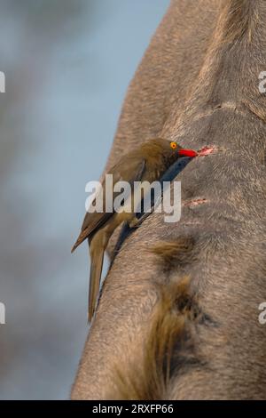 Red-billed oxpecker (Buphagus erythrorynchus) feeding on wound on kudu (Tragelaphus strepsiceros), Zimanga game reserve, KwaZulu-Natal, South Africa Stock Photo