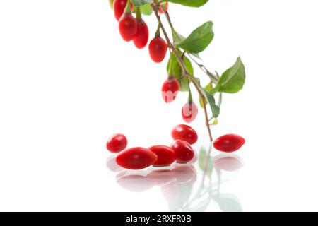 Branch with ripe red goji berry isolated on white background Stock Photo