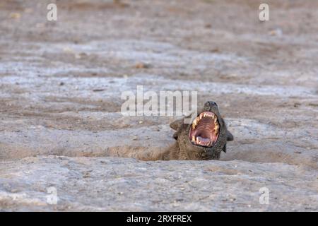 Spotted hyena (Crocuta crocuta) yawning, Amboseli national park, Kenya Stock Photo