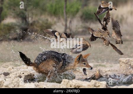 Black-backed jackal (Lupulella mesomelas) hunting Burchell's sandgrouse prey (Pterocles burchelli), Kgalagadi transfrontier park, Northern Cape, South Stock Photo