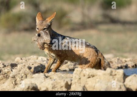 Black-backed jackal (Lupulella mesomelas) with Burchell's sandgrouse prey (Pterocles burchelli), Kgalagadi transfrontier park, Northern Cape, South Af Stock Photo